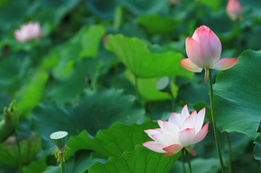 Lotus çiçeği ve Lotus çiçek bitki