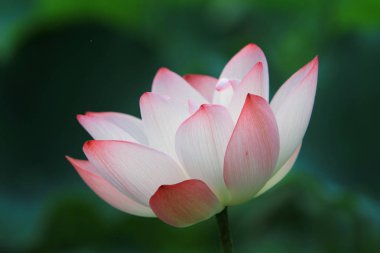 Lotus çiçeği ve Lotus çiçek bitki