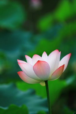 Lotus çiçeği ve Lotus çiçek bitki