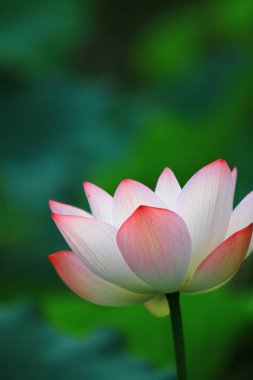 Lotus çiçeği ve Lotus çiçek bitki