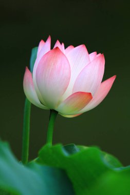 Lotus çiçeği ve Lotus çiçek bitki