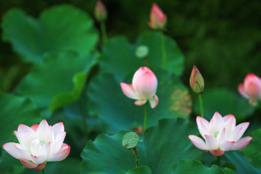 Lotus çiçeği ve Lotus çiçek bitki