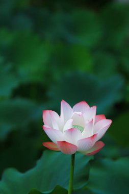 pembe lotus çiçeği güneş ışığında çiçek açan.