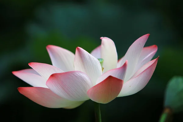 Lotusbloem Lotus Bloem Planten — Stockfoto