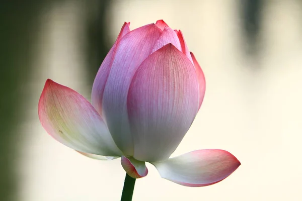 Розовый Цветок Лотоса Цветет Солнце — стоковое фото