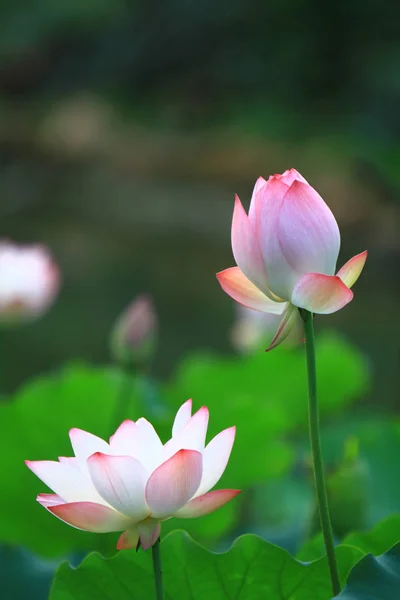 Lotusbloem Lotus Bloem Planten — Stockfoto