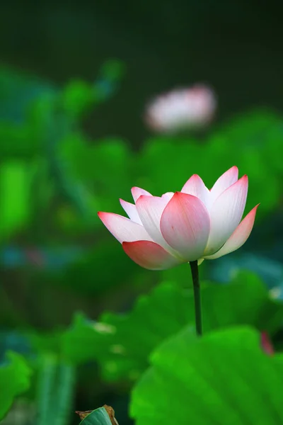 Lotusbloem Lotus Bloem Planten — Stockfoto