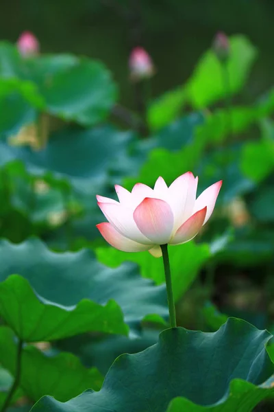 Roze Lotusbloem Zijn Bloei Het Zonlicht — Stockfoto