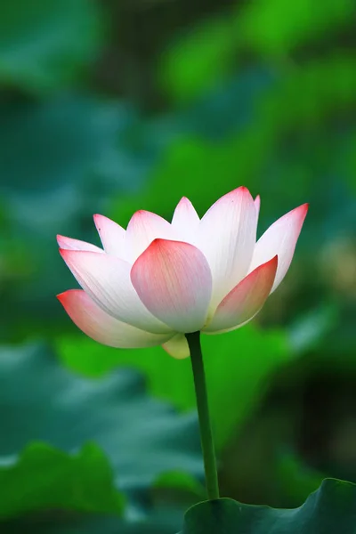 Pink Lotus Flower Blooming Sunlight — Stock Photo, Image