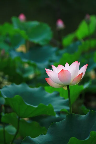 日光のピンクの蓮の花が咲いてください — ストック写真