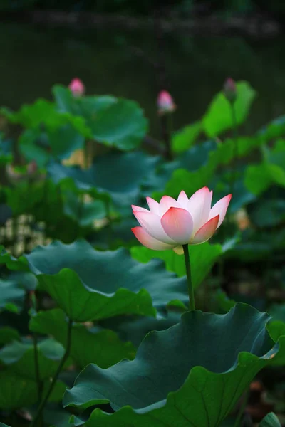 荷花和莲花花卉植物 — 图库照片