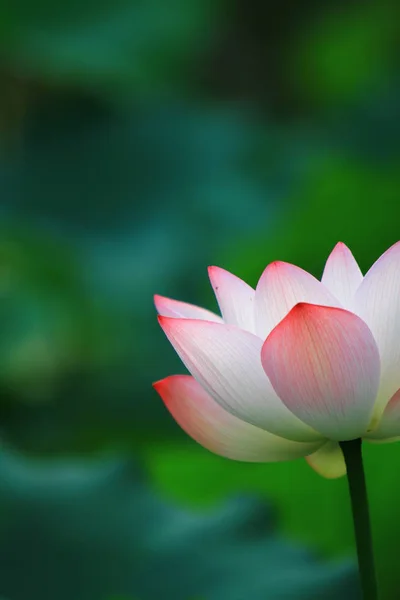 Lotus Çiçeği Lotus Çiçek Bitki — Stok fotoğraf