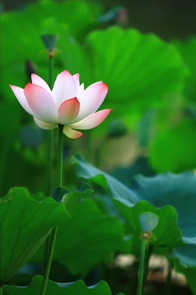 Lotus Çiçeği Lotus Çiçek Bitki — Stok fotoğraf