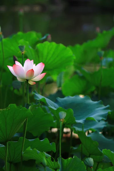 Die Lotusblume Und Lotusblumenpflanzen — Stockfoto