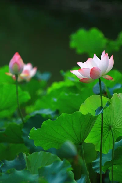 Lotusblomma Och Lotus Blomma Växter — Stockfoto