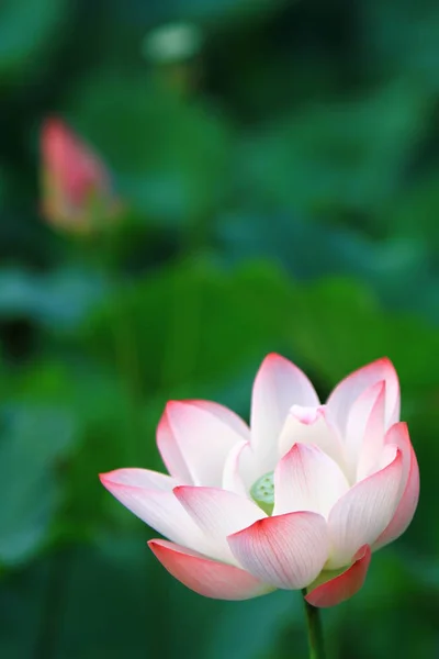 Les Plantes Fleur Lotus Fleur Lotus — Photo