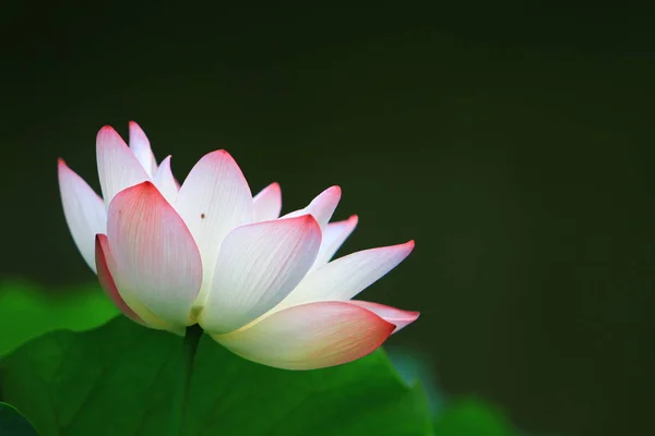 Lotusbloem Lotus Bloem Planten — Stockfoto