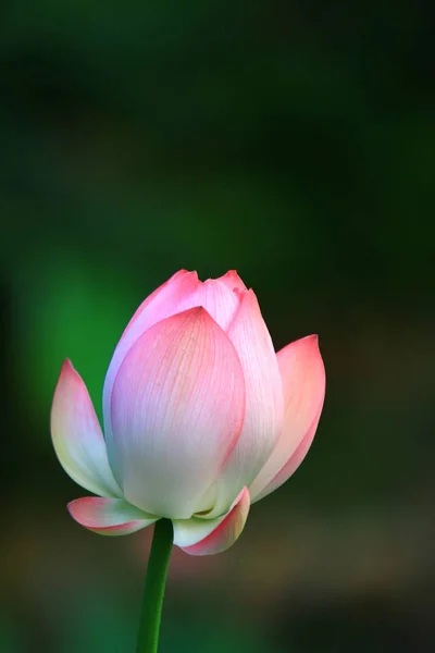 Lotusbloem Lotus Bloem Planten — Stockfoto