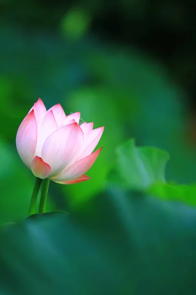 Flor Loto Rosa Están Floreciendo Luz Del Sol — Foto de Stock