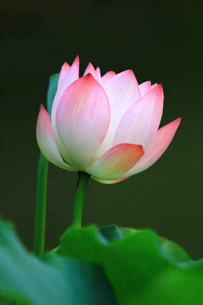 Lotus Flower Lotus Flower Plants — Stock Photo, Image