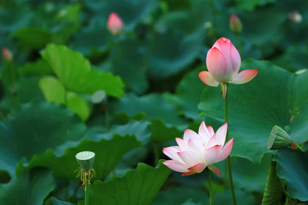 Lotus Çiçeği Lotus Çiçek Bitki — Stok fotoğraf