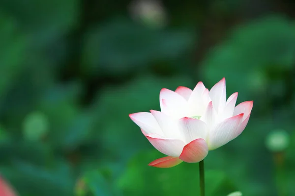 Lotus Λουλούδι Και Φυτά Λουλούδι Λωτού — Φωτογραφία Αρχείου