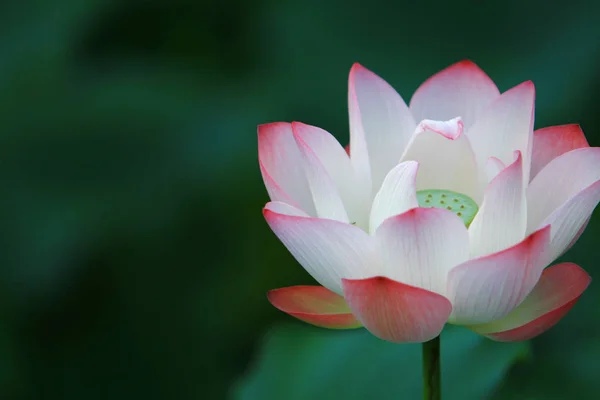 Die Lotusblume Und Lotusblumenpflanzen — Stockfoto