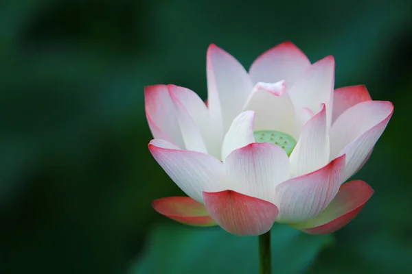 Цветок Лотоса Цветки Лотоса — стоковое фото
