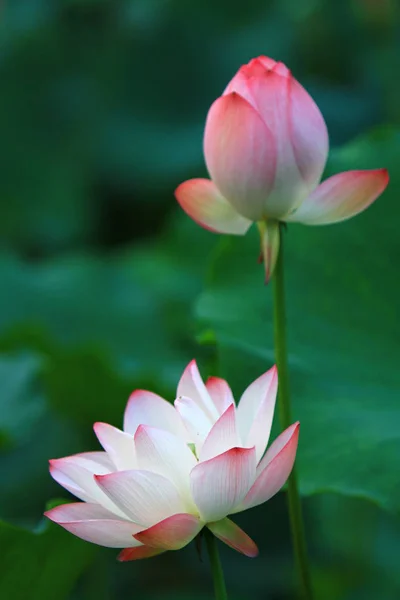 Розовый Цветок Лотоса Цветет Солнце — стоковое фото