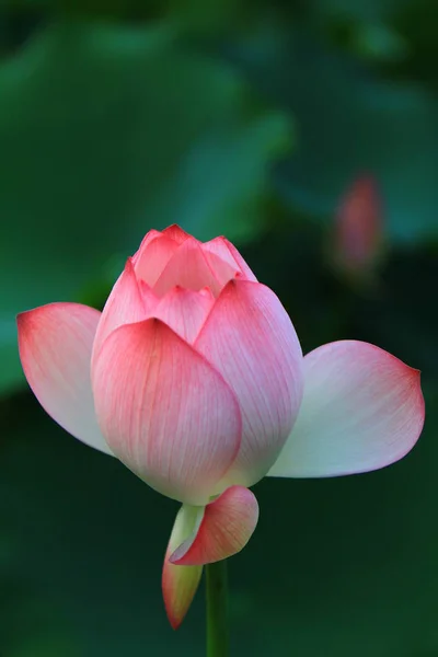 Flor Lótus Rosa Estão Florescendo Luz Sol — Fotografia de Stock