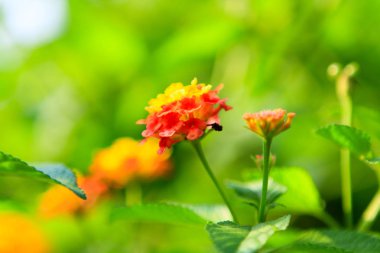 Doğa arka zemin yeşil bitki