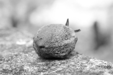 Fotoğraf tohumların üzerine beyaz izole kapatmak