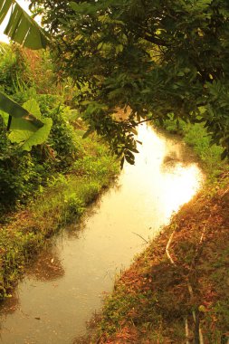 HK yeşil pirinç çiftliği üzerinde günbatımı