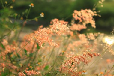 Güneş ışığına karşı bataklıkta sazlar.