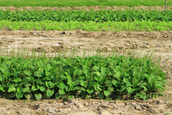 Rijen Van Planten Een Gecultiveerde Boeren Veld — Stockfoto