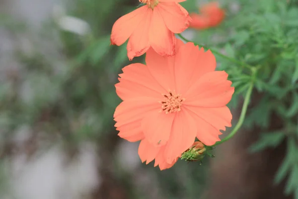 Hermosas Plantas Jardín Pared Verde Textura Hojas — Foto de Stock