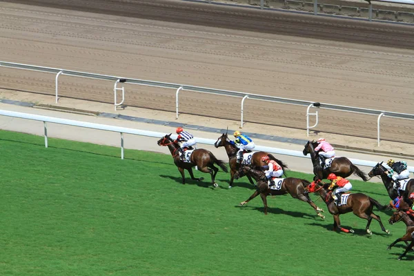 Hong Kong Jockey Club Adlı Yarış Atı — Stok fotoğraf