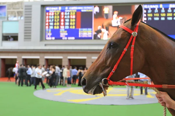 Las Carreras Caballos Hong Kong Jockey Club —  Fotos de Stock