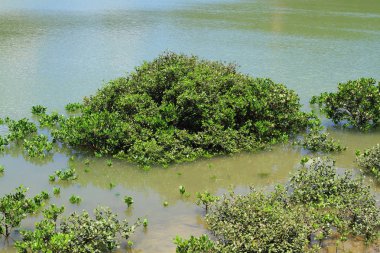 Tai O balıkçı köyü'nde sulak 