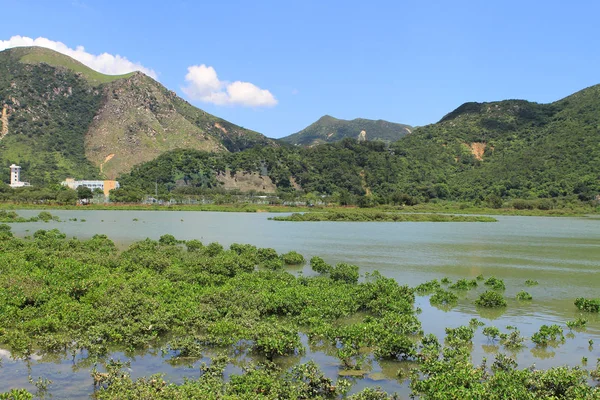 the wetland at Tai O fishing village