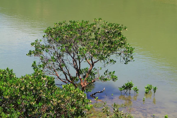 Humedal Del Pueblo Pesquero Tai — Foto de Stock