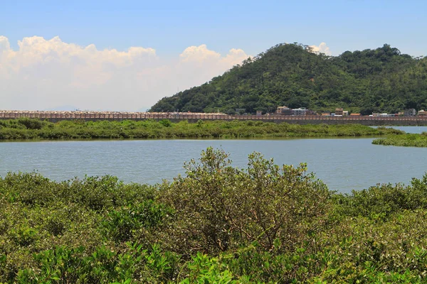 the wetland at Tai O fishing village