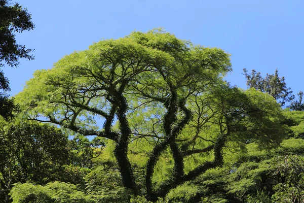 Gli Sfondi Naturali Con Congedo All Aperto — Foto Stock