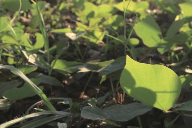 Açık havada yeşil bitkilerle birlikte doğa arka planı