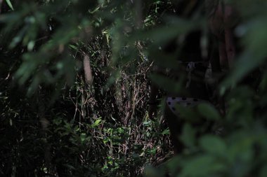 sai doğa görünümünü kung hk