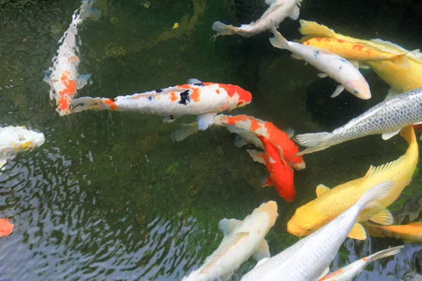 Koi Peces Estanque Hong Kong Templo —  Fotos de Stock