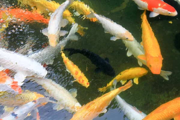 Koi balıkları hong kong Tapınağı'nda bir havuzda