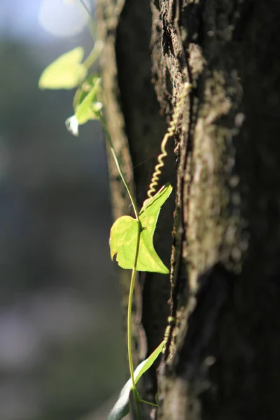 屋外に緑の植物があり — ストック写真