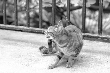 hong kong şehrinde bir evsiz kedi