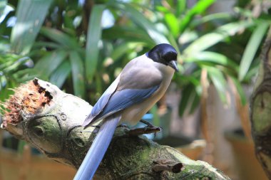 büyük kuş kafesi Pagoda yuen uzun Park